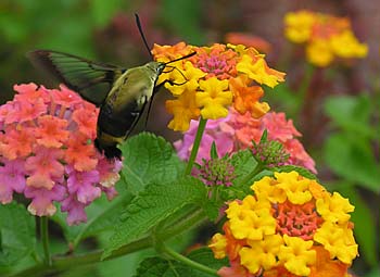 Lantana (Lantana camara)