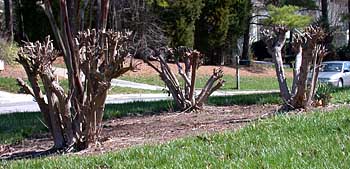 Crape Murder (Lagerstroemia indica)