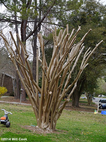 Crape Murder (Lagerstroemia indica)