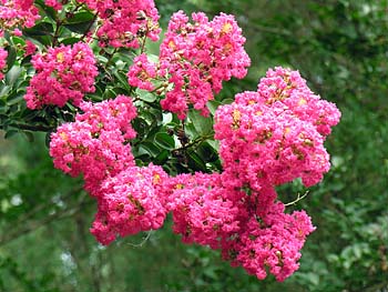 Crape Myrtle (Lagerstroemia indica)