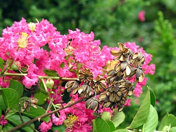 Crape Myrtle (Lagerstroemia indica)