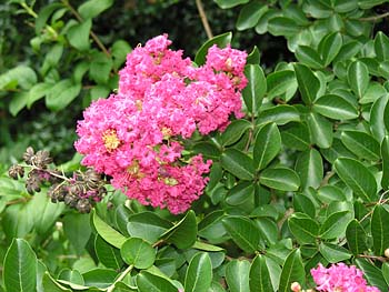 Crape Myrtle (Lagerstroemia indica)