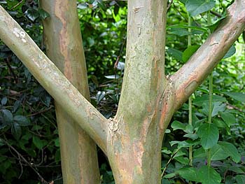 Crape Myrtle (Lagerstroemia indica)