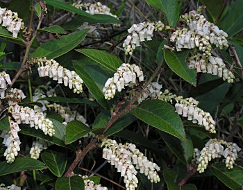 Coastal Doghobble (Leucothoe axillaris)