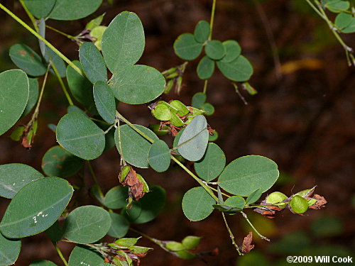 Shrubby Lespedeza (Lespedeza bicolor)