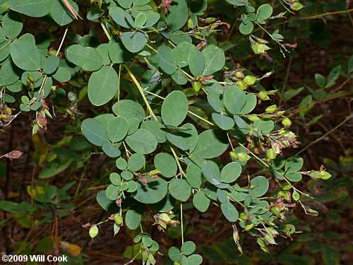 Shrubby Lespedeza (Lespedeza bicolor)