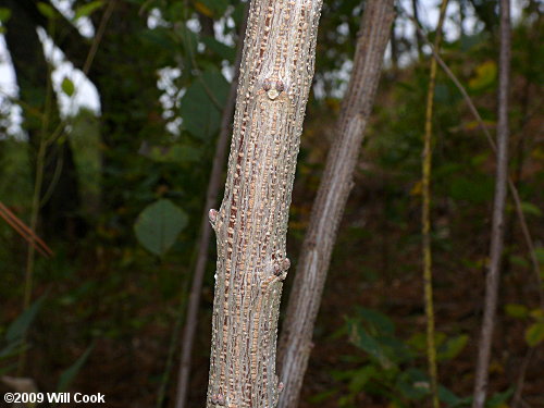 Shrubby Lespedeza (Lespedeza bicolor)