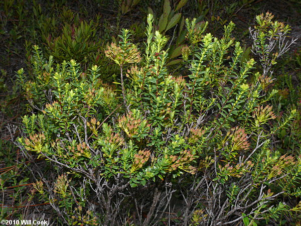 Sand-myrtle (Leiophyllum buxifolium)