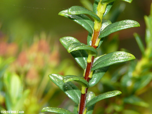 Sand-myrtle (Leiophyllum buxifolium)