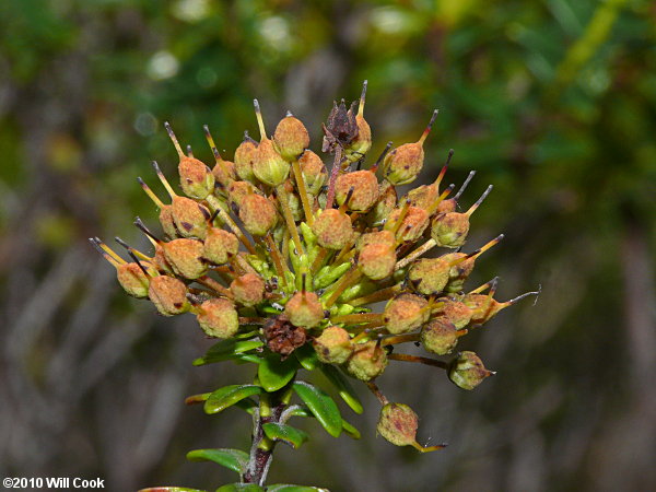 Sand-myrtle (Leiophyllum buxifolium)