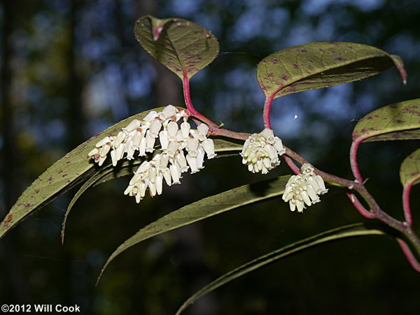 Mountain Doghobble (Leucothoe fontanesiana)