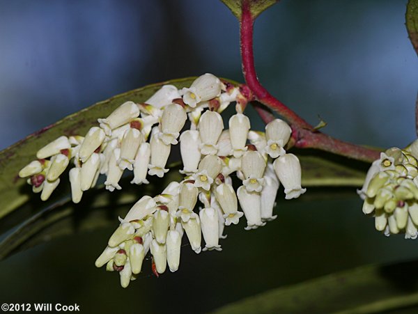 Mountain Doghobble (Leucothoe fontanesiana)