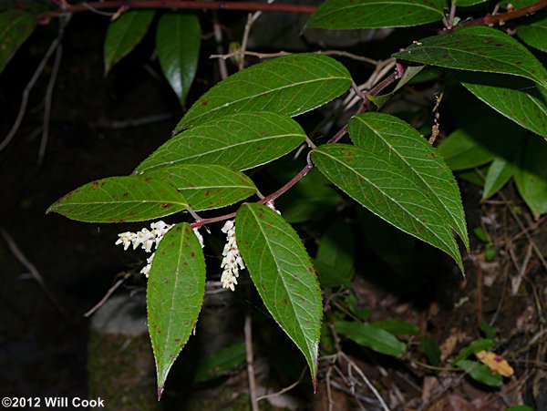 Mountain Doghobble (Leucothoe fontanesiana)