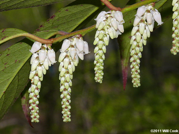 Mountain Doghobble (Leucothoe fontanesiana)