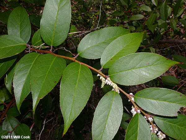 Mountain Doghobble (Leucothoe fontanesiana)