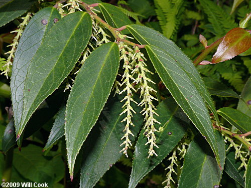 Mountain Doghobble (Leucothoe fontanesiana)