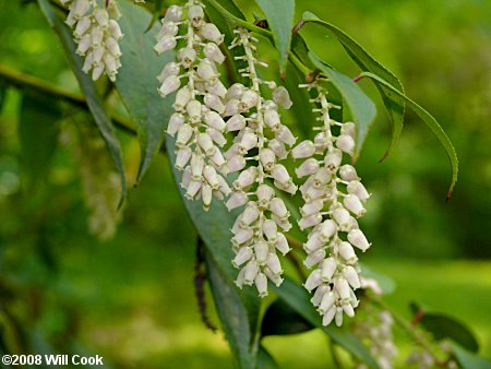 Mountain Doghobble (Leucothoe fontanesiana)