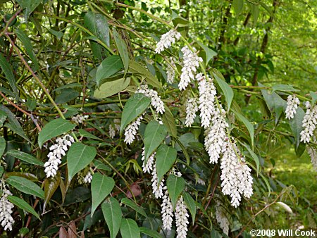 Mountain Doghobble (Leucothoe fontanesiana)