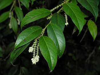 Mountain Doghobble (Leucothoe fontanesiana)