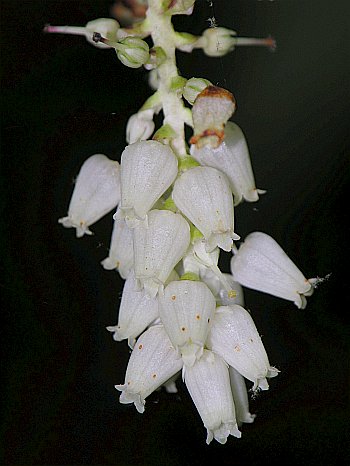 Mountain Doghobble (Leucothoe fontanesiana)