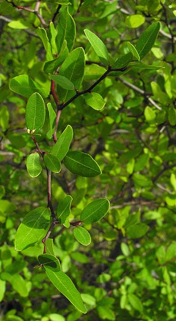 Pondspice (Litsea aestivalis)