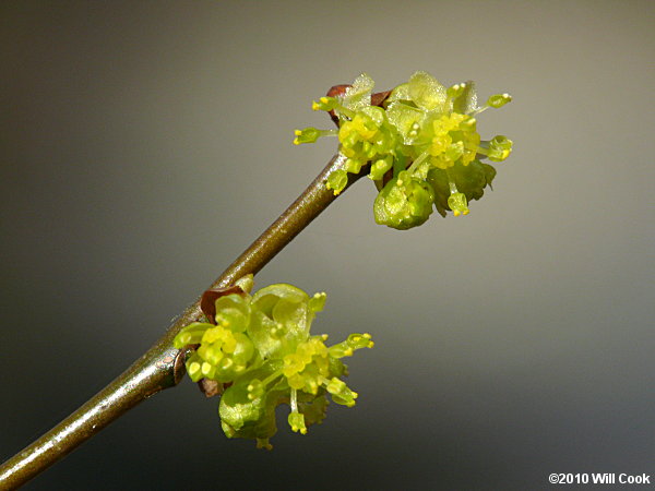 Northern Spicebush (Lindera benzoin) flowers