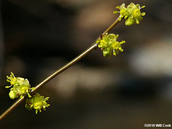 Northern Spicebush (Lindera benzoin) flowers