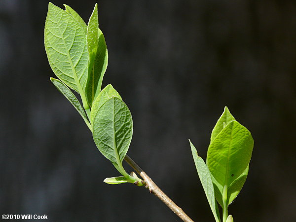 Northern Spicebush (Lindera benzoin)