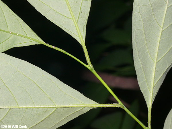 Northern Spicebush (Lindera benzoin)