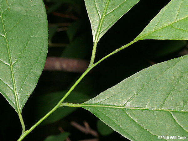 Northern Spicebush (Lindera benzoin)