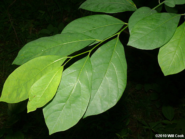 Northern Spicebush (Lindera benzoin)