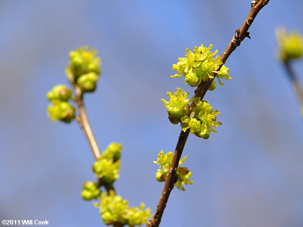 Northern Spicebush (Lindera benzoin) flowers