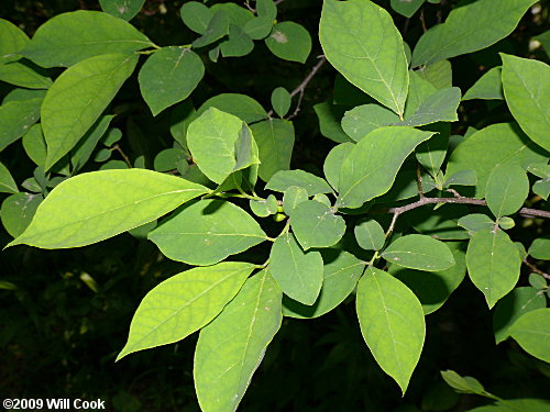 Northern Spicebush (Lindera benzoin)