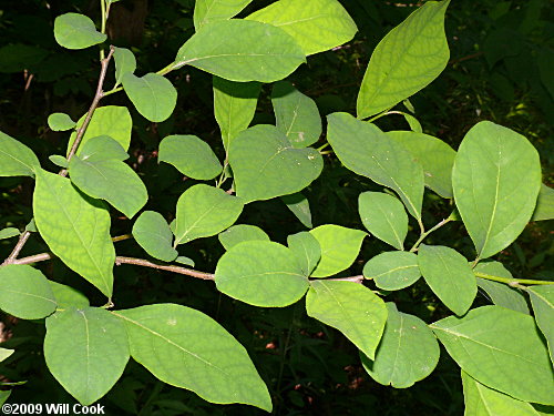 Northern Spicebush (Lindera benzoin)