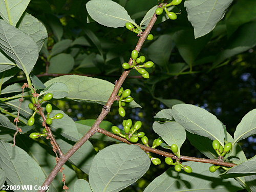 Northern Spicebush (Lindera benzoin)