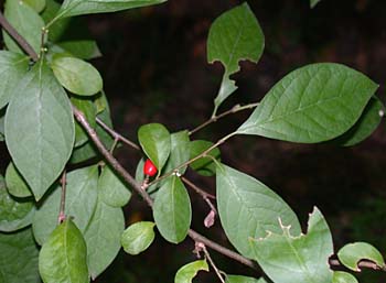 Northern Spicebush (Lindera benzoin)