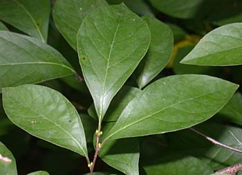 Northern Spicebush (Lindera benzoin)