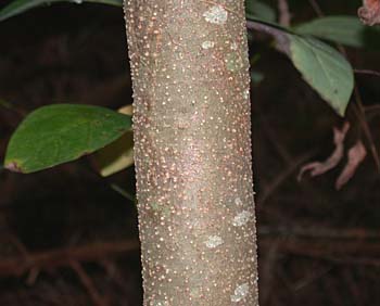 Northern Spicebush (Lindera benzoin) bark