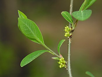 Northern Spicebush (Lindera benzoin var. pubescens)