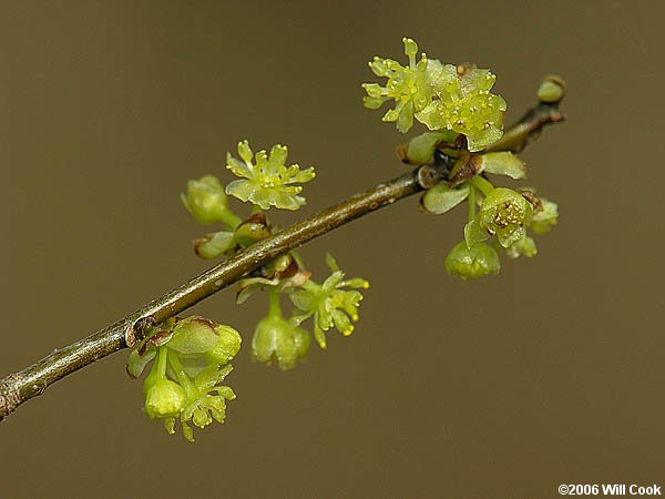 Northern Spicebush (Lindera benzoin) flowers