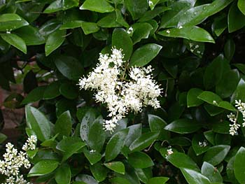 Japanese Privet (Ligustrum japonicum)