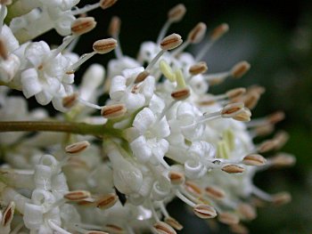 Japanese Privet (Ligustrum japonicum)