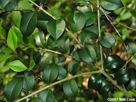 Japanese Privet (Ligustrum japonicum)