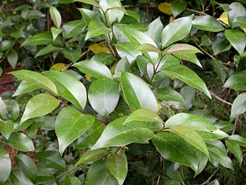 Glossy Privet (Ligustrum lucidum)