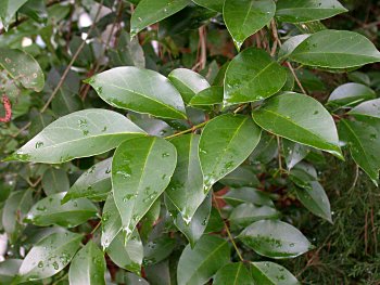 Glossy Privet (Ligustrum lucidum)