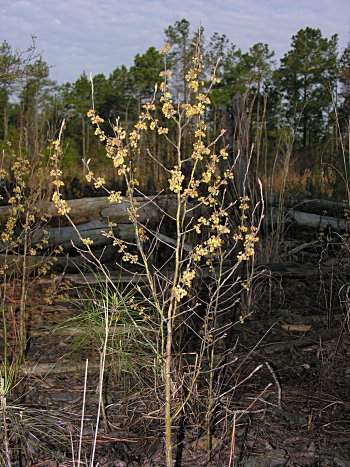 Southern Spicebush, Pondberry (Lindera melissifolia)