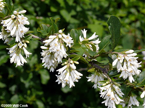 Border Privet (Ligustrum obtusifolium)