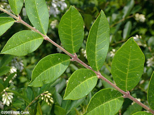 Border Privet (Ligustrum obtusifolium)