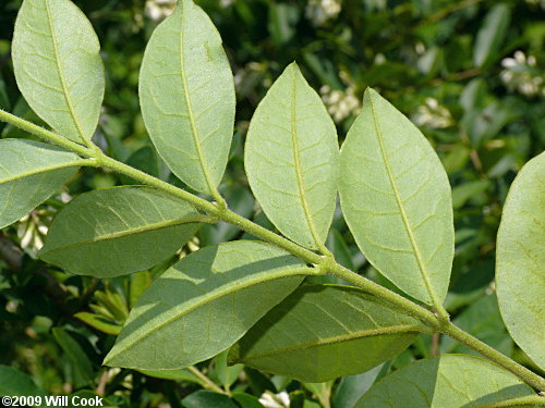 Border Privet (Ligustrum obtusifolium)