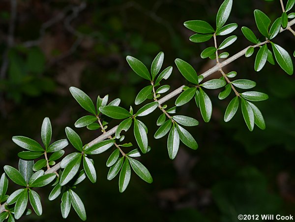 Waxy-leaf Privet (Ligustrum quihoui)